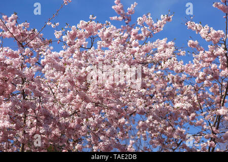 Blühende Kirschbäume Baum Stockfoto