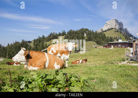 Deutschland, Bayern, Chiemgau, Kampenwand, Kühe auf der Sonnenalm Stockfoto