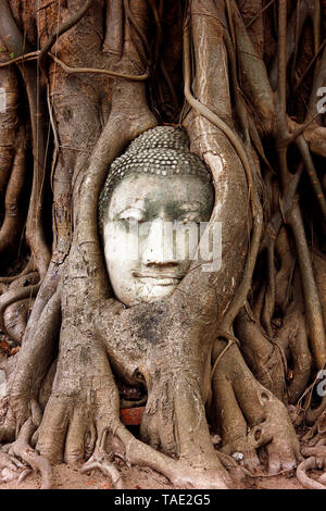 Buddha head Skulptur in den Wurzeln einer großen Baum im Wat Mahathat gefangen. Ayutthaya Historical Park Thailand. Stockfoto