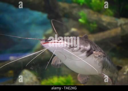 Wilder Wels Schwimmen unter Wasser im Aquarium Stockfoto