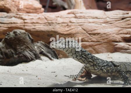 Neugierige Eidechse entdeckt irgendwo im australischen Outback Stockfoto