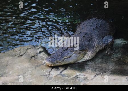 Riesige australische Alligator oder Krokodil ist Warten auf das nächste Mittagessen - beängstigend Predator Stockfoto