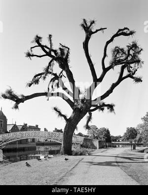 Pollarded Willow Tree neben dem Chinesischen Brücke in Godmanchester Cambridgeshire England Stockfoto