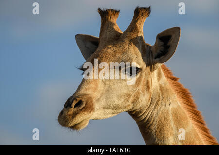- Giraffe Giraffa giraffa, Safari im Etosha National Park, Namibia, Afrika. Cute Mitglied der Afrikanischen "big five". Stockfoto