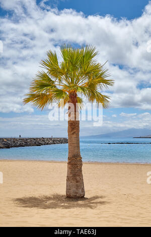 Palme auf der Playa de Las Teresitas Strand in San Andres, Teneriffa, Spanien. Stockfoto