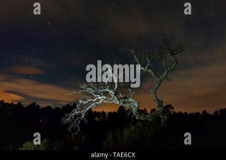 Toten Eiche im Maurenmassiv, im Département Var (Frankreich) *** Local Caption *** Stockfoto