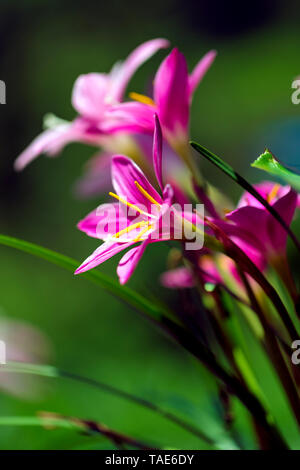 Ein Haufen wild Lily Blumen blühen an der Wand und auf grünem Hintergrund. Stockfoto
