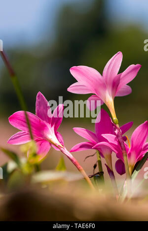 Ein Haufen wild Lily Blumen blühen auf den Weißen isoliert verschwommenen Hintergrund Stockfoto