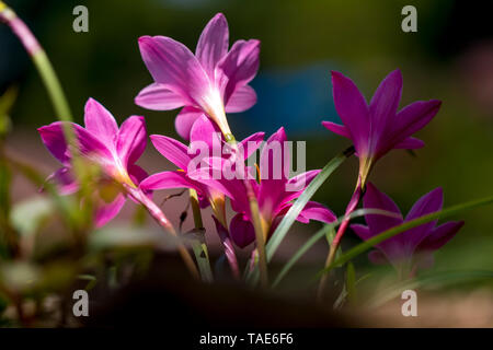 Ein Haufen wild Lily Blumen blühen an der Wand und isolierten verschwommenen Hintergrund. Stockfoto