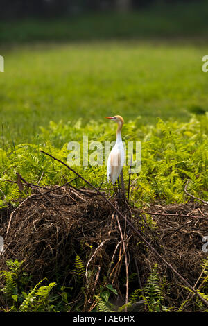 Eine einzelne Kuhreiher Vogel in Gras und Büschen. Vogel bei Kamera, vom Lakeside Pokhara Nepal Suchen Stockfoto