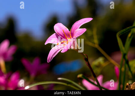Eine Wild Lily Flower blühen an der Wand und blurry blauen Hintergrund. Stockfoto