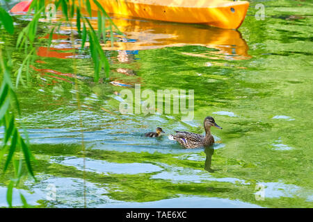 Mutter Ente mit einem einzigen, kleinen Entlein hinter sich, dicht gefolgt von einem Kajak, in einem städtischen See - Alexandru Ioan Cuza (IOR) Park, Bukarest, R Stockfoto