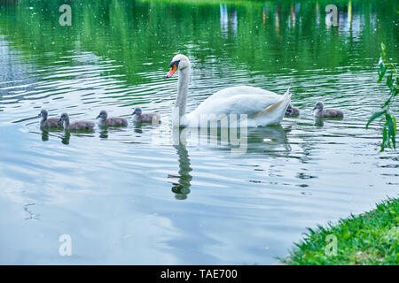 Mutter Schwan mit ein paar Tage alt Cygnets (baby Swans) Schwimmen friedlich im Einklang, über einem Teich. Stockfoto