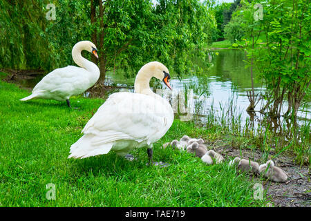 Höckerschwäne auf der Hut mit adorable cygnets Schlafen am Rande einer Insel in Alexandru Ioan Cuza Park, Bukarest, Rumänien, ein städtischer Park mit einem See Stockfoto