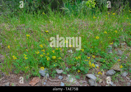 Gelbe coronilla Blumen vor dem Hintergrund der Natur. Stockfoto