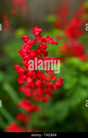 In der Nähe der rot Blumen Heuchera sanguinea splendens Stockfoto