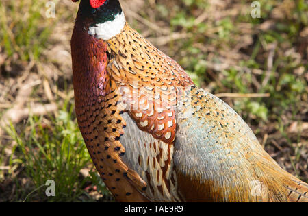 Ein männlicher Gemeinsame Fasan (Phasianus colchicus) Stockfoto