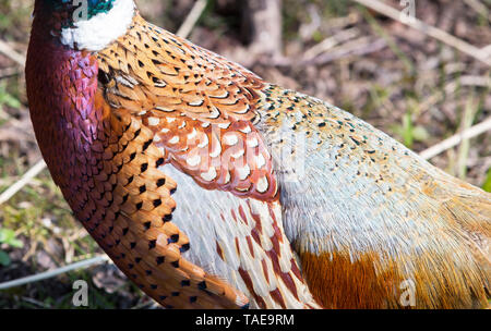 Ein männlicher Gemeinsame Fasan (Phasianus colchicus) Stockfoto