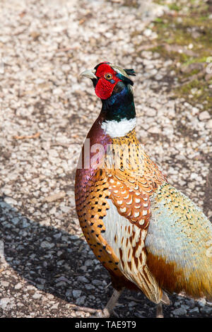 Ein männlicher Gemeinsame Fasan (Phasianus colchicus) Stockfoto