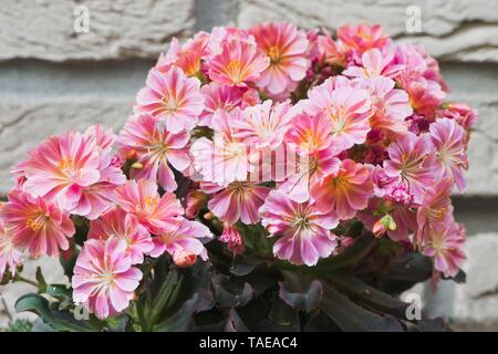 Siskiyou lewisia (Lewisia keimblatt) vor einer Mauer, Emsland, Niedersachsen, Deutschland Stockfoto