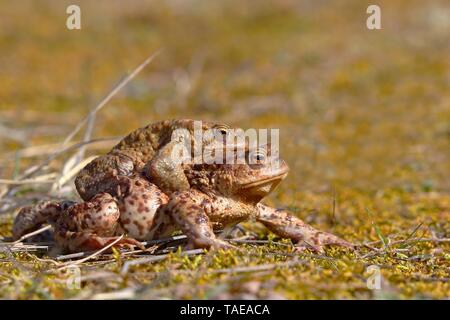 Erdkröten (Bufo bufo) in der Paarungszeit, Paar bei kröte Migration, Nordrhein-Westfalen, Deutschland Stockfoto