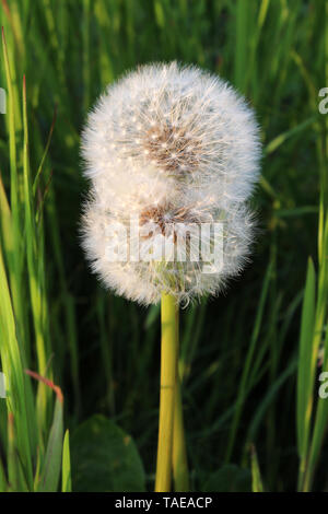 Löwenzahn (Taraxacum officinale), Doppel-, close-up Stockfoto