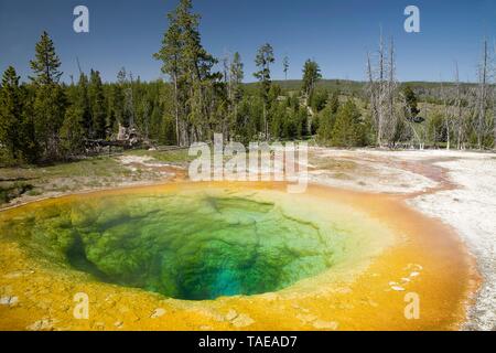 Morning Glory Pool, Yellowstone-Nationalpark, Wyoming, USA Stockfoto