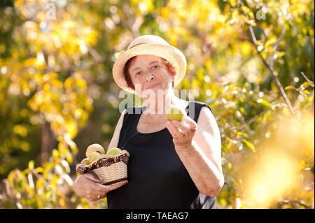 Lächelnd senior Frau Ernte holding Korb mit Äpfel im Garten. Mit Blick auf die Kamera. Tragen Sommer Hut in synny Tag über grüne Natur Hintergrund. Stockfoto