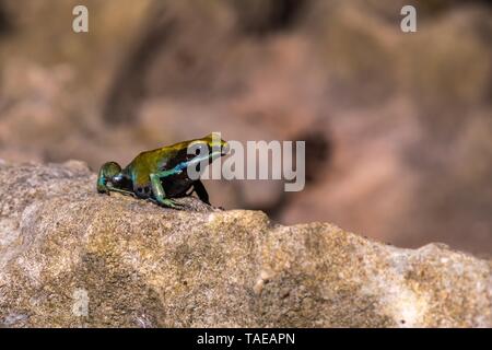 Green Madagaskar Baumwolle Frosch (Mantella viridis) sitzt auf Stein, Nosy Hara Nationalpark,Madagaskar, Madagaskar Stockfoto