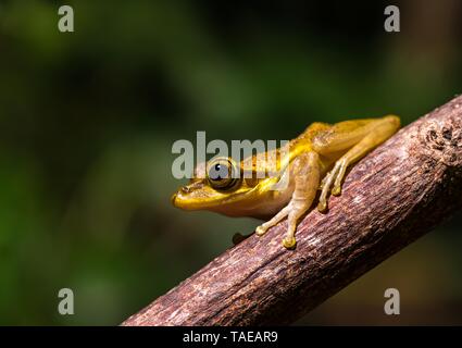 Dumeril's Bright-eyed Frog (Boophis tephraeomystax) sitzt auf Zweig, Ankify, Madagaskar Stockfoto