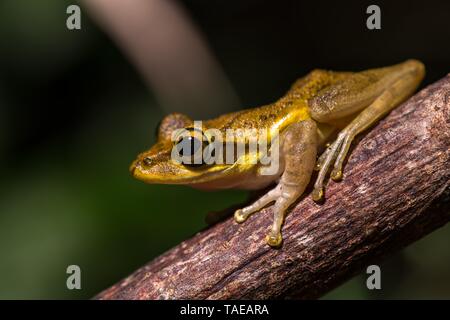 Dumeril's Bright-eyed Frog (Boophis tephraeomystax) sitzt auf Zweig, Ankify, Madagaskar Stockfoto