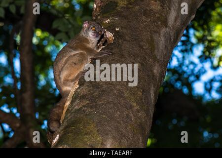 Ankarana sportliche Lemur (Lepilemur ankaranensis) vor der Höhle auf Baumstamm, Ankarana Nationalpark, West Madagaskar, Madagaskar Stockfoto