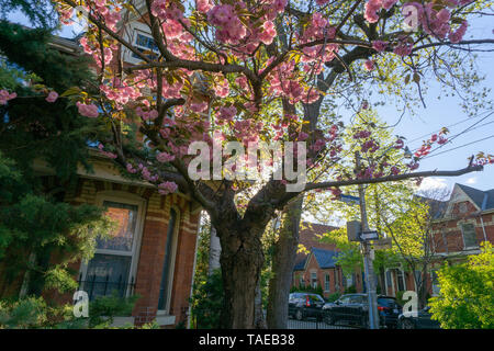 Jeder in Toronto ist immer glücklich, wenn Sie die Kirschblüten sehen. Sie das Ende einer sehr, sehr langen und harten Winter bedeuten! Stockfoto