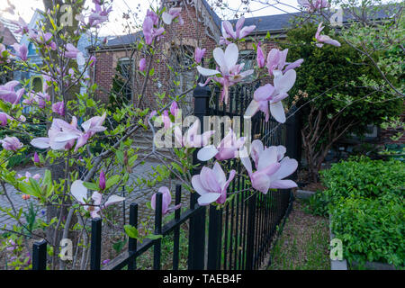 Im Frühjahr Kohl Stadt in Toronto ist voll von schönen Magnolien. Die blühenden Blumen sind grandios! Stockfoto