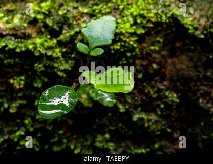In der Nähe von Moos und Farnen, frische grüne Blätter mit Wassertropfen auf dem Fußboden Stockfoto