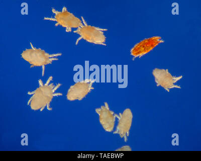 Gelbe Milben (Lorryia formosa) von einem olivenbaum Zweig von  Banyuls-sur-Mer, Frankreich geerntet. Auf der rechten Seite wird eine Rote  Vogelmilbe (brevipalpus Ole Stockfotografie - Alamy
