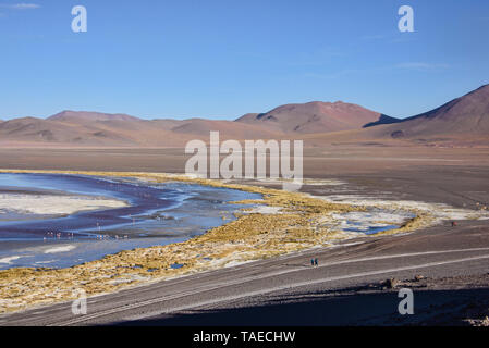 Chilenische Flamingos und die schönen Landschaften der Laguna Colorada, Salar de Uyuni, Bolivien Stockfoto