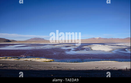 Chilenische Flamingos an der Laguna Colorada, Salar de Uyuni, Bolivien Stockfoto