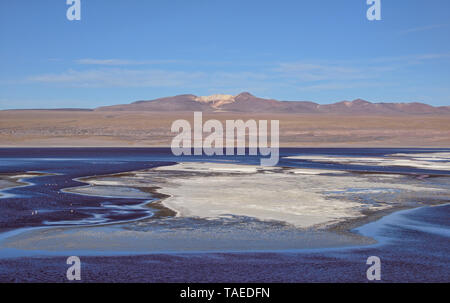 Chilenische Flamingos und die schönen Landschaften der Laguna Colorada, Salar de Uyuni, Bolivien Stockfoto