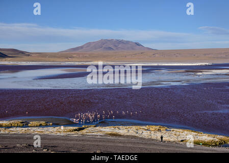 Chilenische Flamingos an der Laguna Colorada, Salar de Uyuni, Bolivien Stockfoto