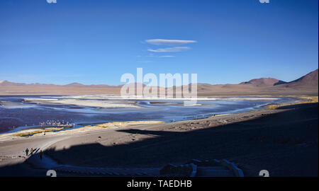 Chilenische Flamingos an der Laguna Colorada, Salar de Uyuni, Bolivien Stockfoto