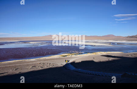 Chilenische Flamingos an der Laguna Colorada, Salar de Uyuni, Bolivien Stockfoto