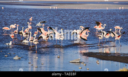 James's Flamingo (Phoenicoparrus jamesi), Eduardo Avaroa National Reserve, Salar de Uyuni, Bolivien Stockfoto