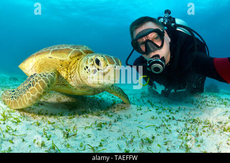 Scuba Diver mit grünen Meeresschildkröten, Chelonia mydas Stockfoto