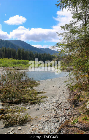 Hoh Rain Forest, Olympic Nationalpark, Washington Stockfoto