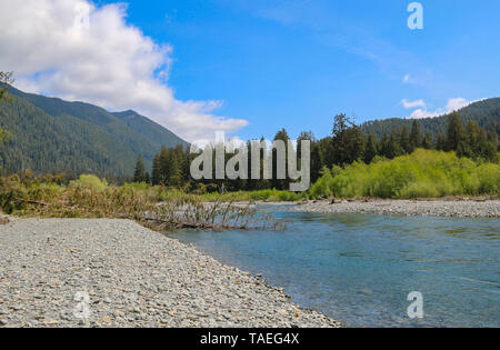 Hoh Rain Forest, Olympic Nationalpark, Washington Stockfoto