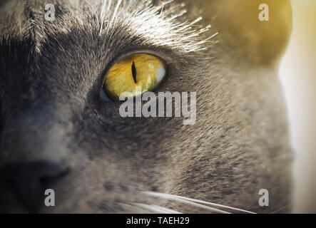 Schöne mit einer schmalen Pupille gelb-grün leuchtenden Augen einer graue Katze im Sommer Sonnenlicht beleuchtet. Stockfoto