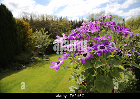 Violett senetti Blumen im Vordergrund mit einem grünen Rasen und weißen Liegestühlen im Hintergrund Stockfoto