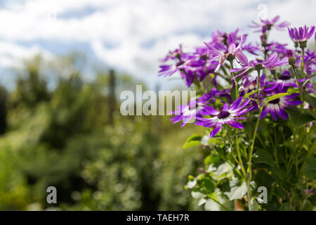 Violette Blüten. Senetti Violett Bicolor (Gattung Pericallis) Blumen vor dem Hintergrund der Wolken und Bäume Stockfoto