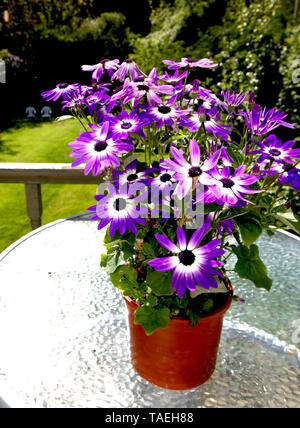 Violett senetti Blume (Pericallis) in einem braunen Topf auf einem Tisch Stockfoto